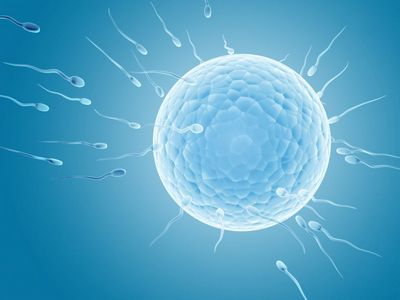 Fertility Specialist: Discussing Artificial Insemination the egg does not fit